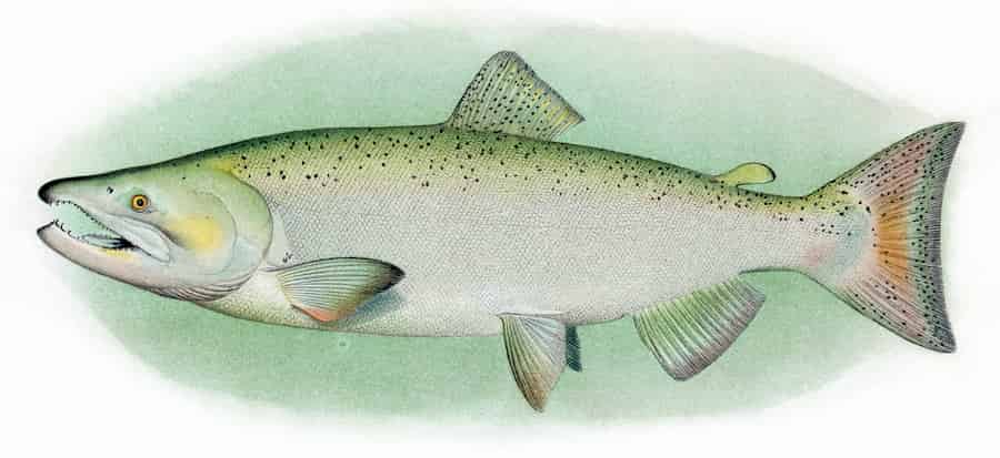 Alaska's King Salmon